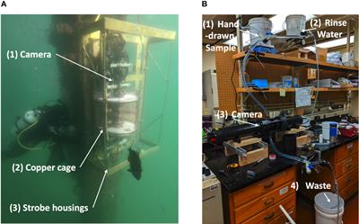 Benchmarking and Automating the Image Recognition Capability of an In Situ Plankton Imaging System